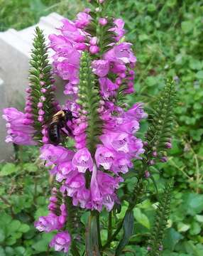 Image of Eastern Carpenter Bee