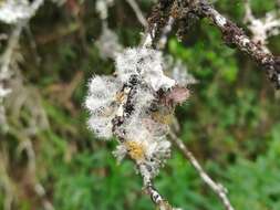 Image of Heterodermia comosa (Eschw.) Follmann & Redón