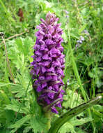 Image of Dactylorhiza umbrosa (Kar. & Kir.) Nevski