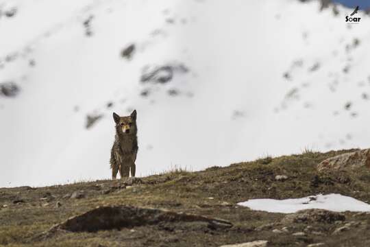 Plancia ëd Canis lupus filchneri (Matschie 1907)