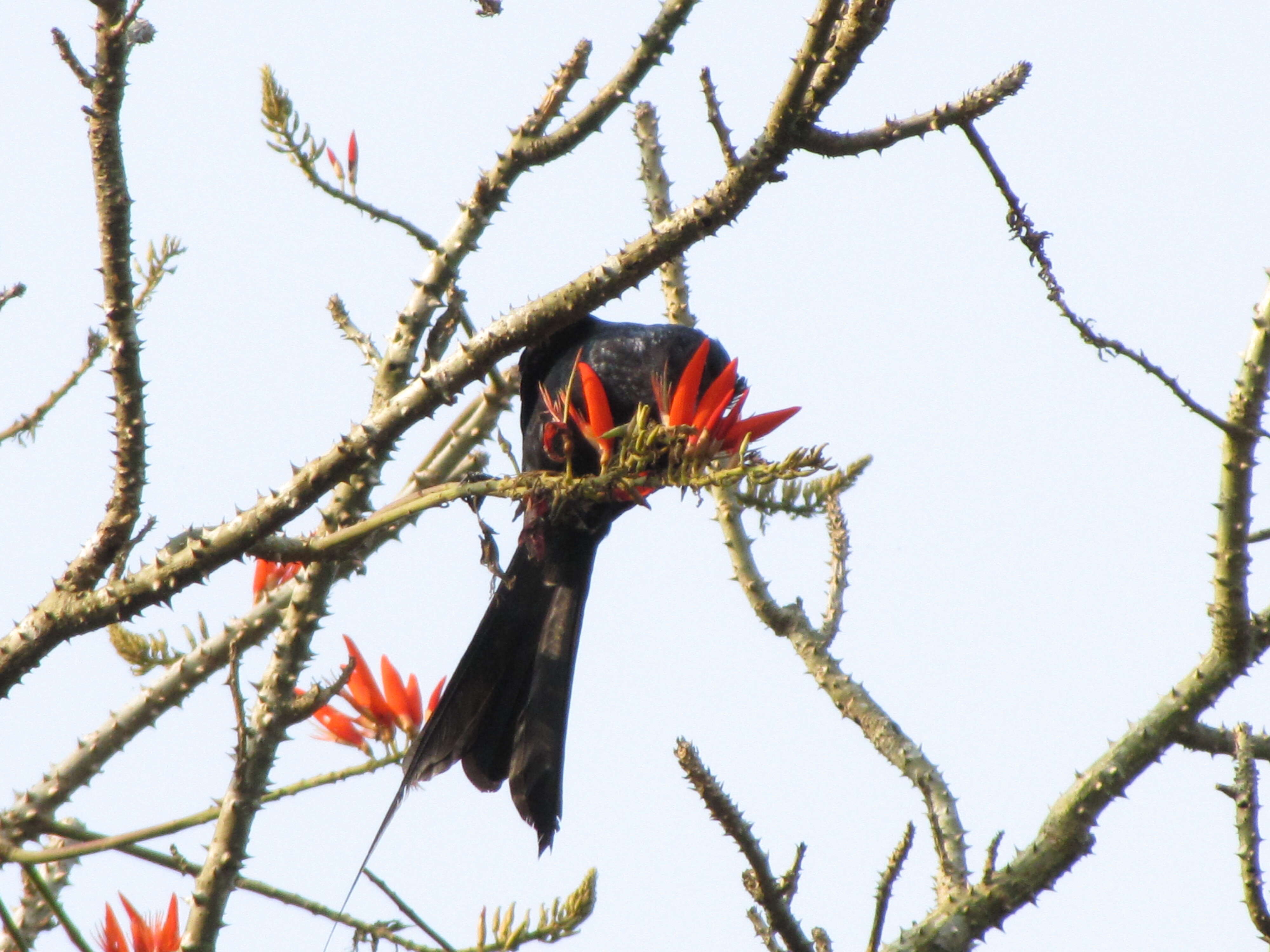 Imagem de Dicrurus paradiseus (Linnaeus 1766)