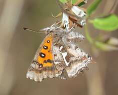 Image of Phasis thero (Linnaeus 1764)