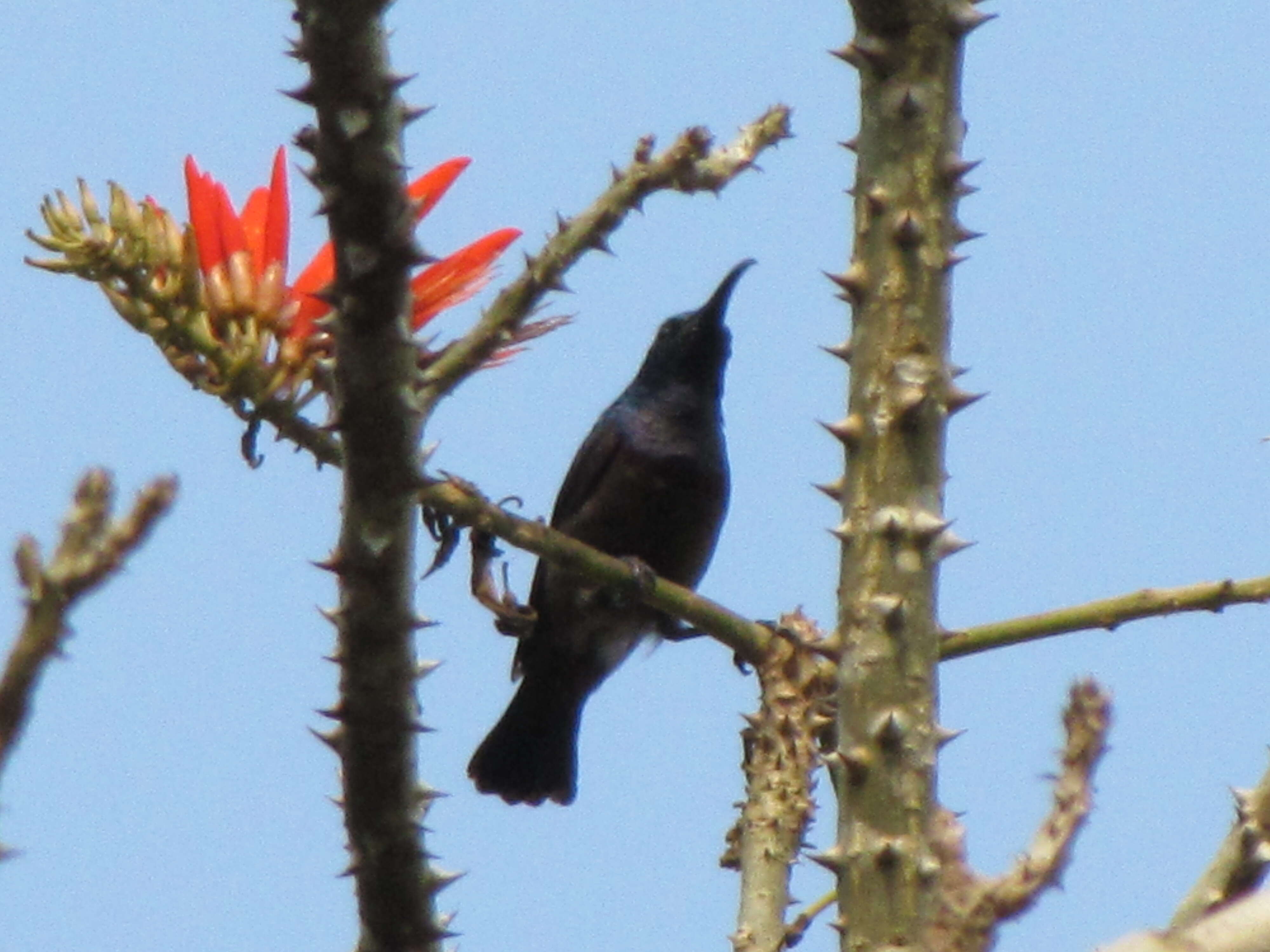 Image of Purple Sunbird