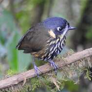 Image of Crescent-chested antpitta