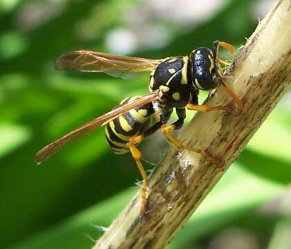 Image of European Paper Wasp