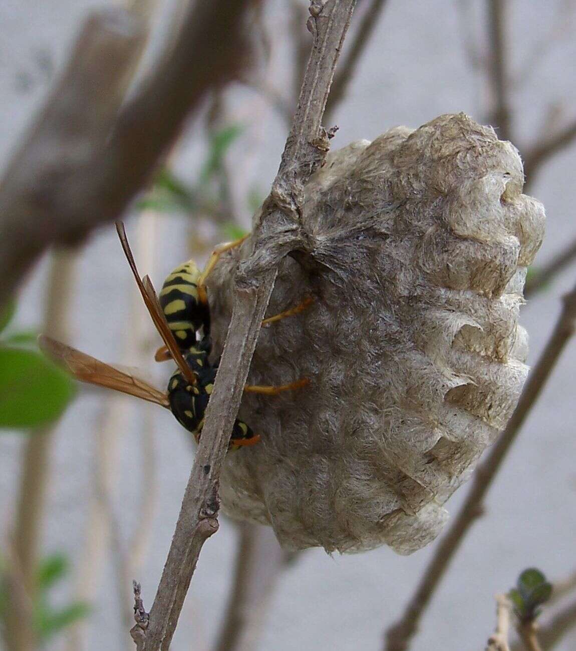 Imagem de Polistes dominula (Christ 1791)