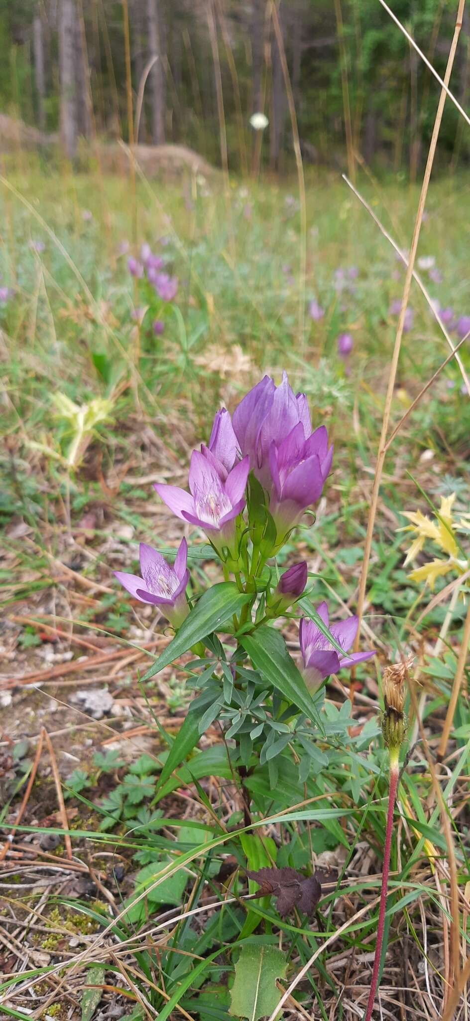 Image of Gentianella austriaca (A. & J. Kern.) Holub