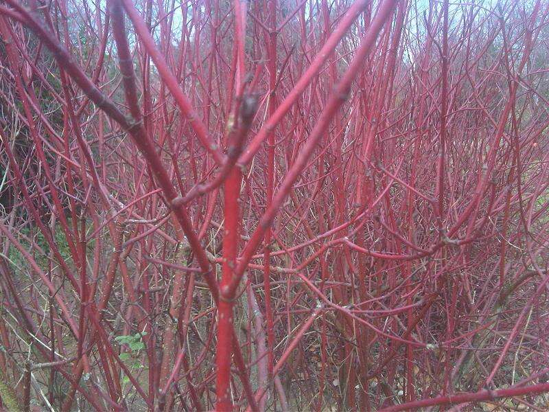 Image of Red-Barked Dogwood