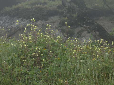 Image of Calceolaria pinnata subsp. pinnata