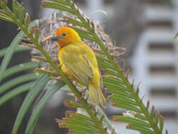 Image de Tisserin des palmiers