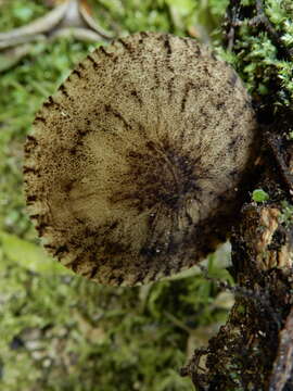 Image de Pluteus readiarum G. Stev. 1962