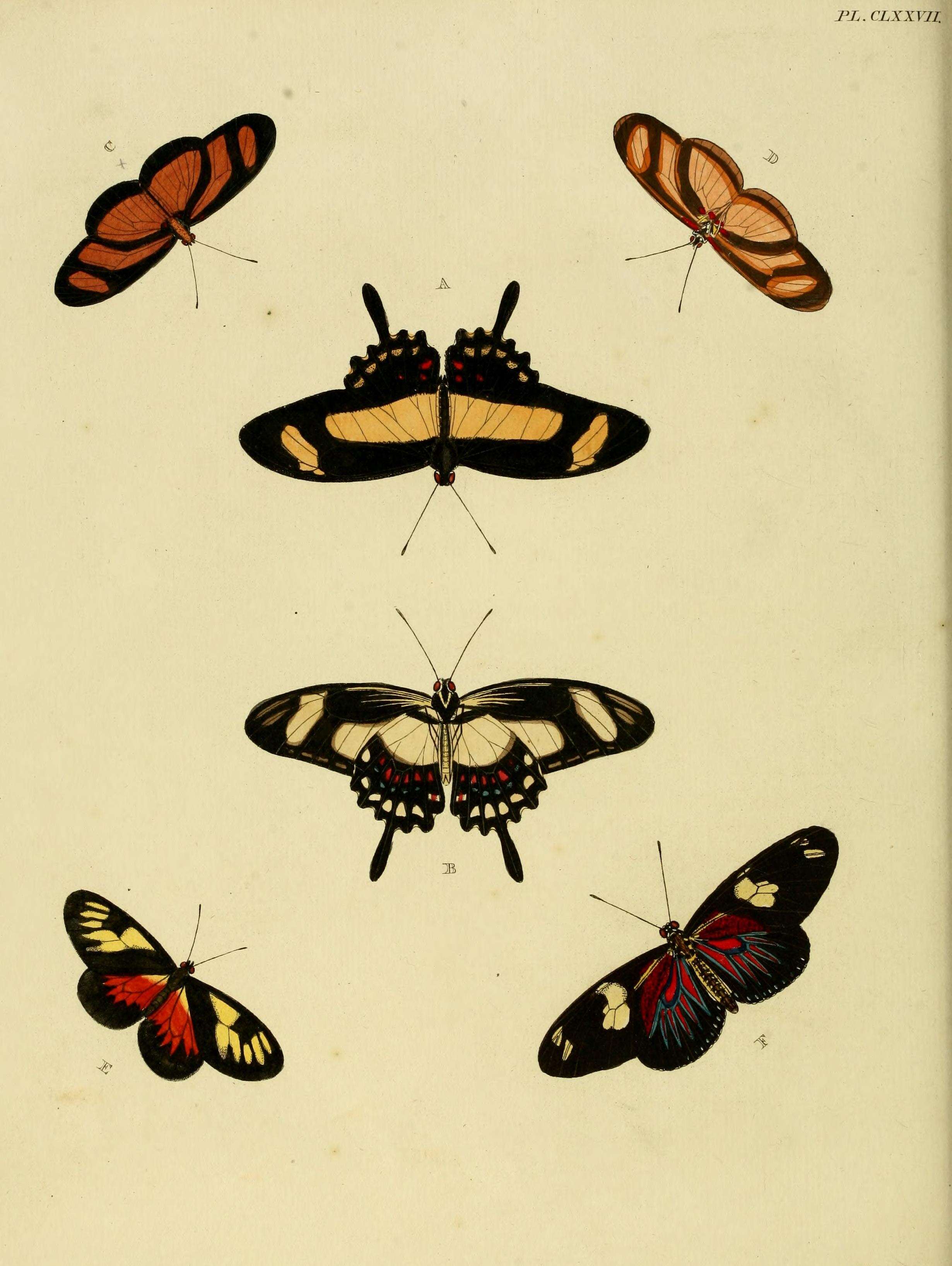 Image of Heliconius doris Linnaeus 1771