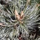 Image de Pinus culminicola Andresen & Beaman