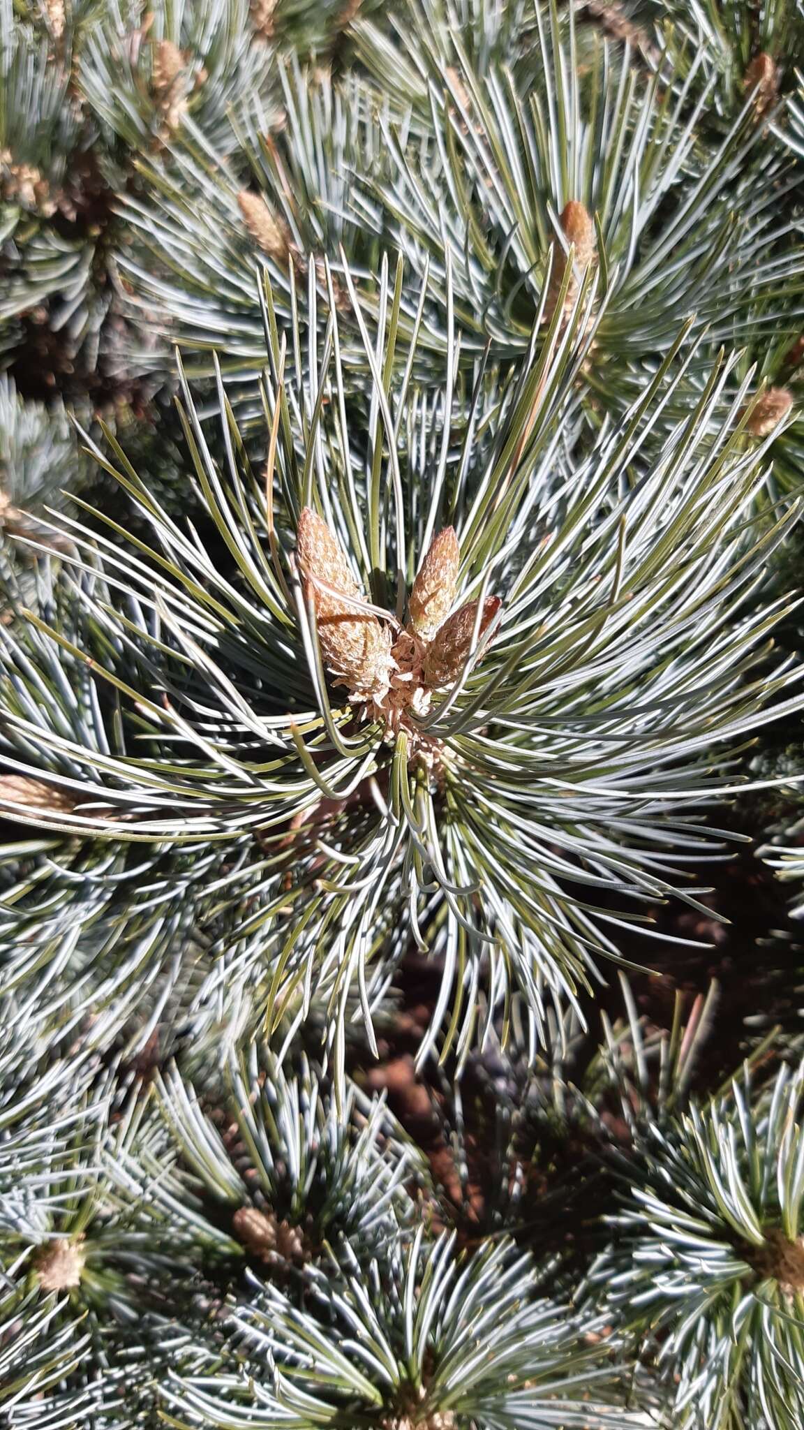 Image of Potosi Pinyon Pine