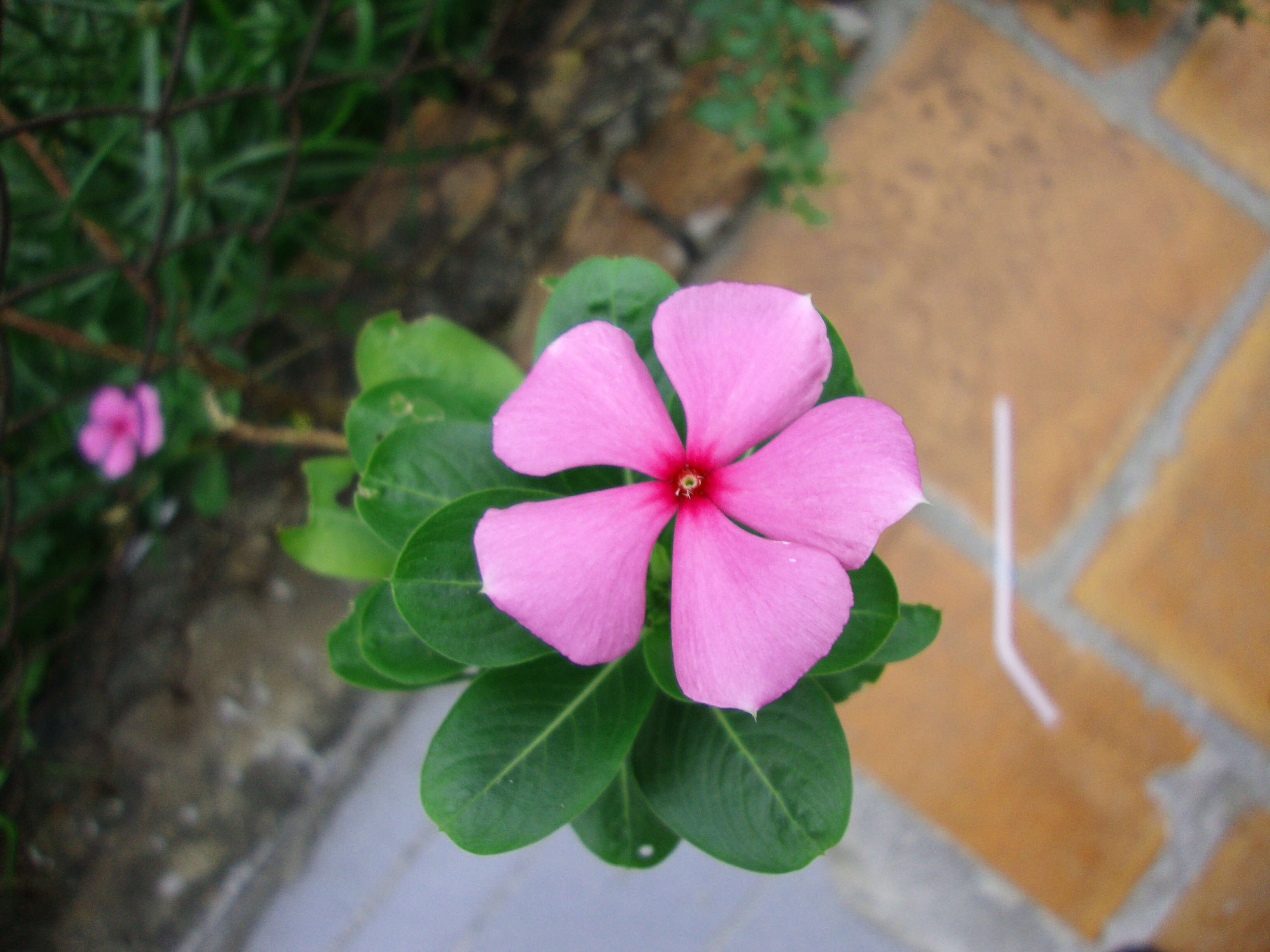 Image of Madagascar periwinkle