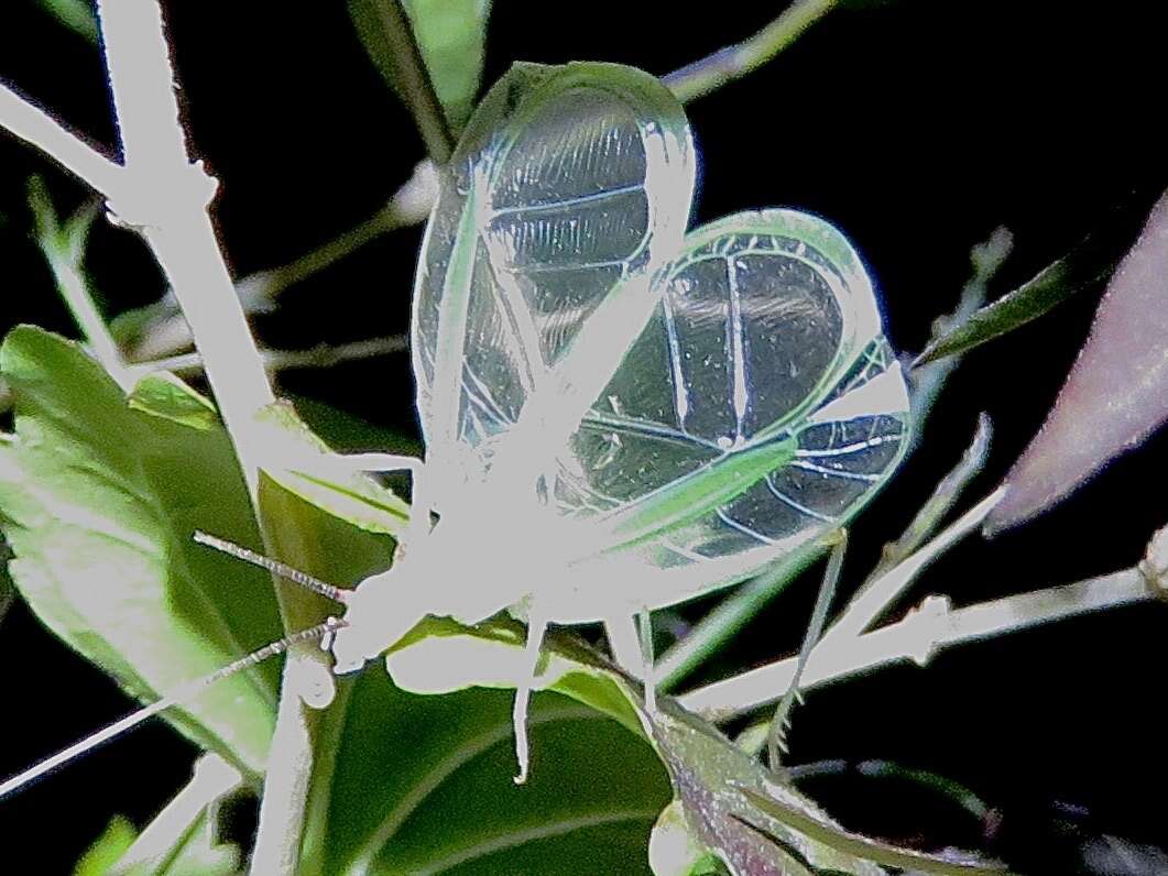 Image of Different-horned Tree Cricket