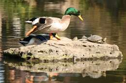 Image of Common Mallard