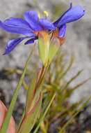 Aristea glauca Klatt resmi