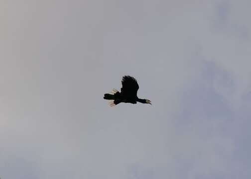 Image of Black Hornbill