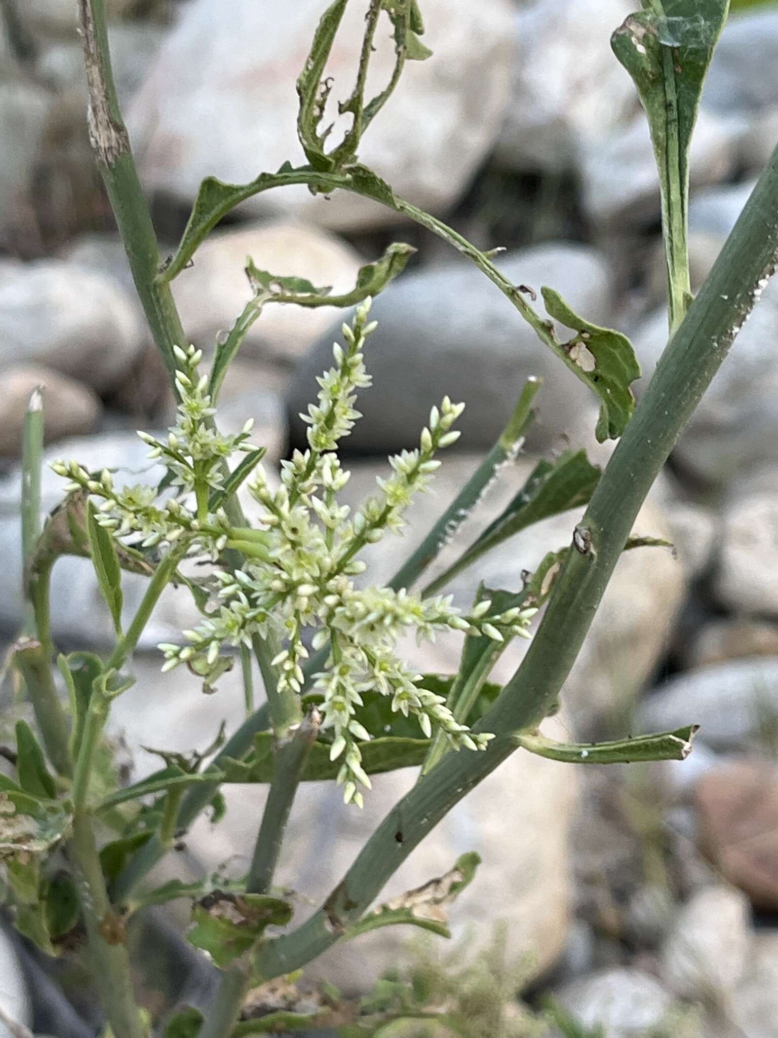 Image of Celosia floribunda A. Gray
