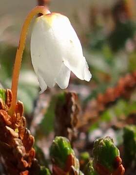 Imagem de Cassiope tetragona (L.) D. Don