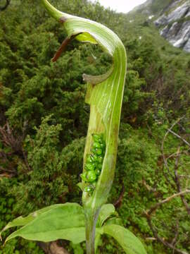 Image of Jacquemont's Cobra-Lily