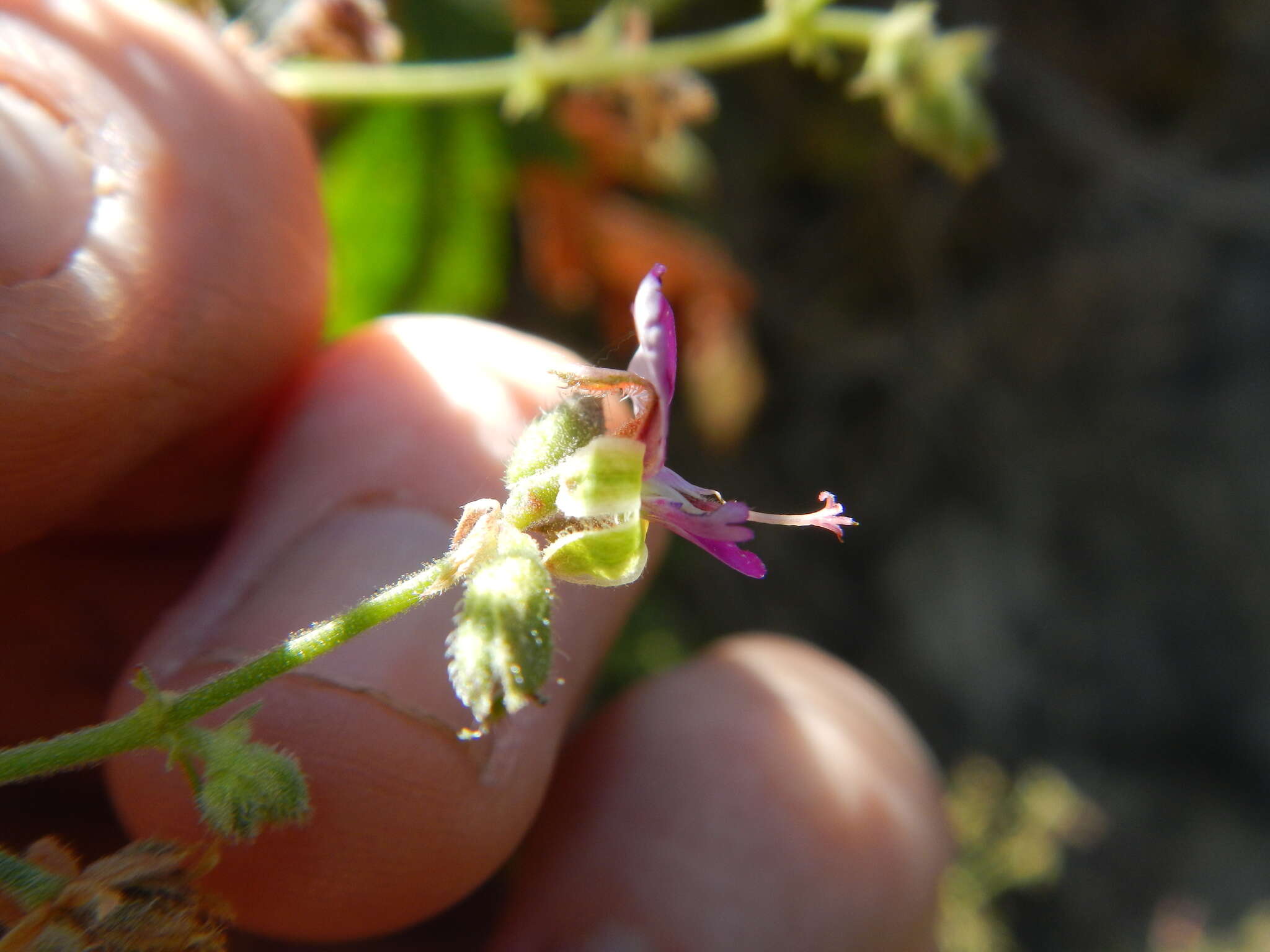 Image of Pelargonium hispidum (L. fil.) Willd.