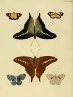Image de Graphium codrus (Cramer (1777))