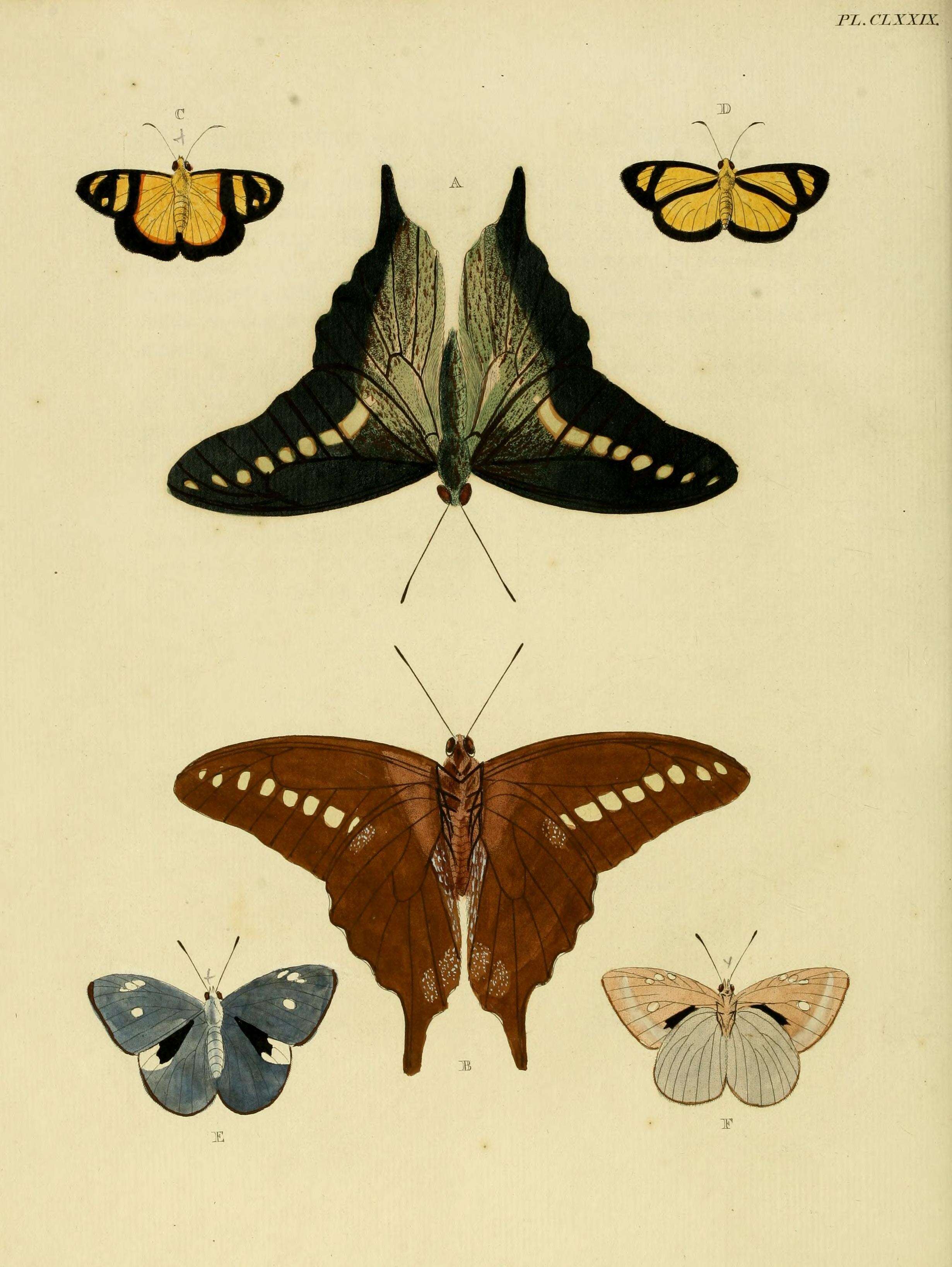 Image of Graphium codrus (Cramer (1777))