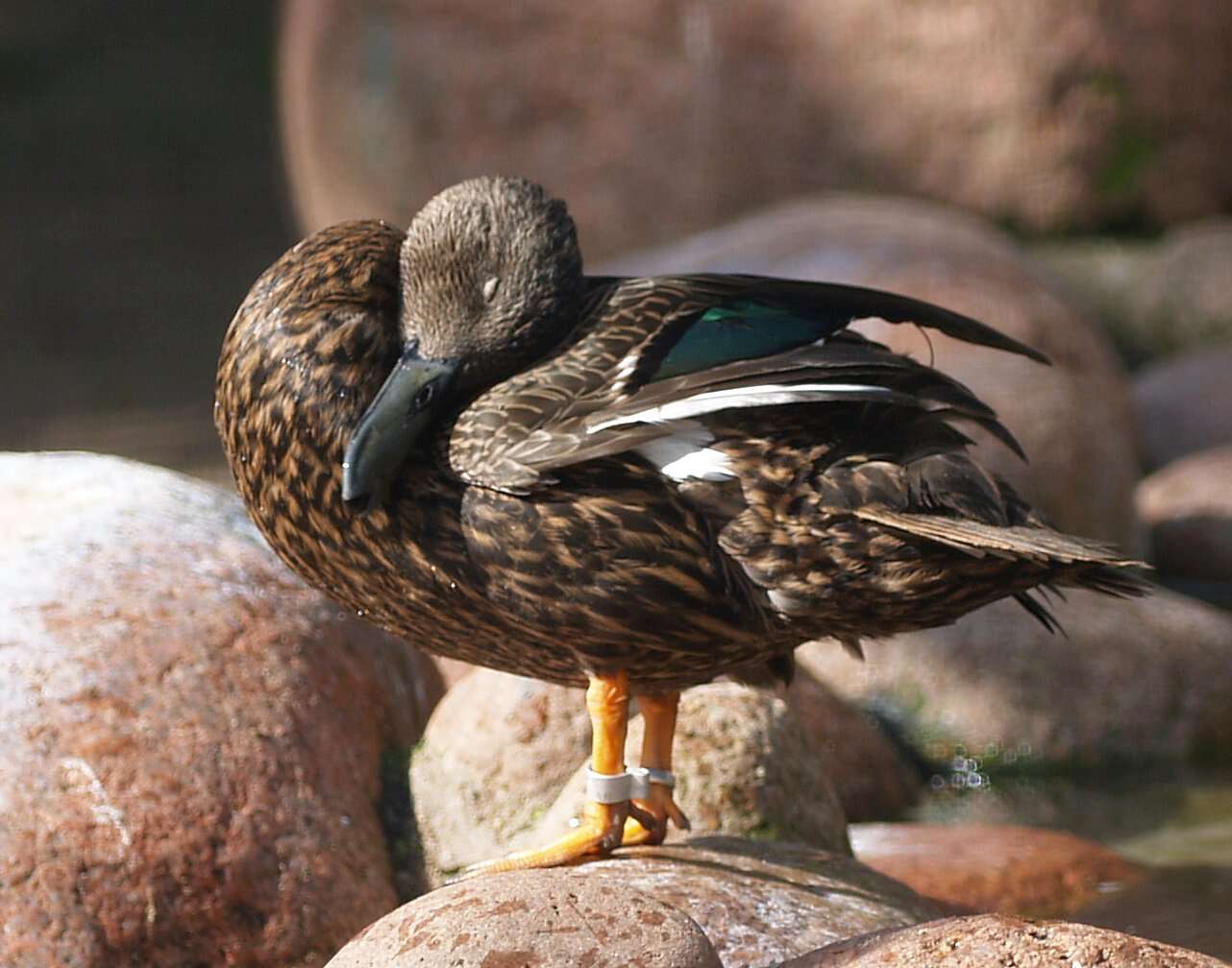 Image of Meller's Duck