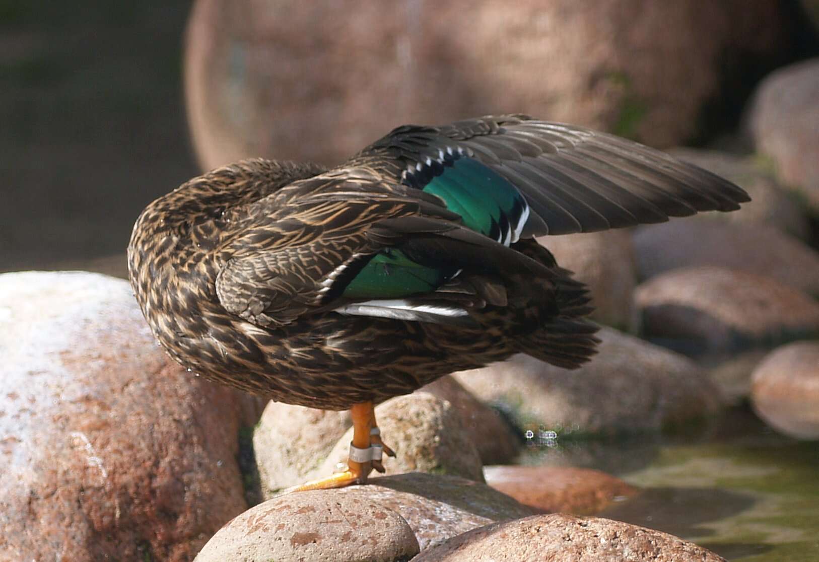 Image of Meller's Duck