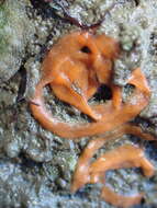 Image of Rostanga muscula (Abraham 1877)