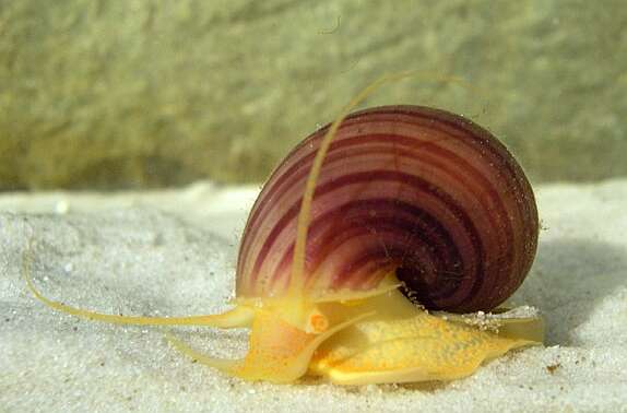 Pomacea bridgesii (Reeve 1856) resmi