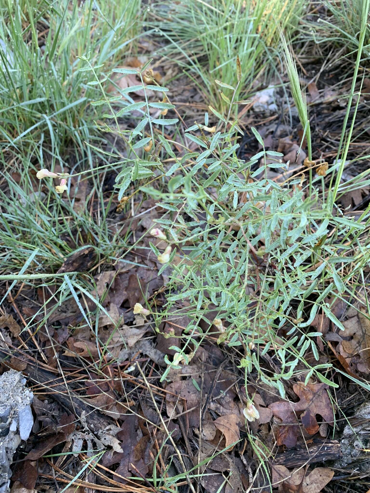 Plancia ëd Astragalus aequalis Clokey