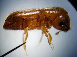 Image of Bark beetle