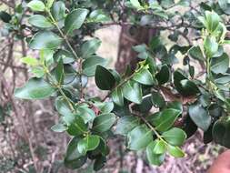 Image of Psydrax odorata subsp. buxifolia (Benth.) S. T. Reynolds