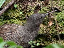 Image of Apteryx australis lawryi Rothschild 1893