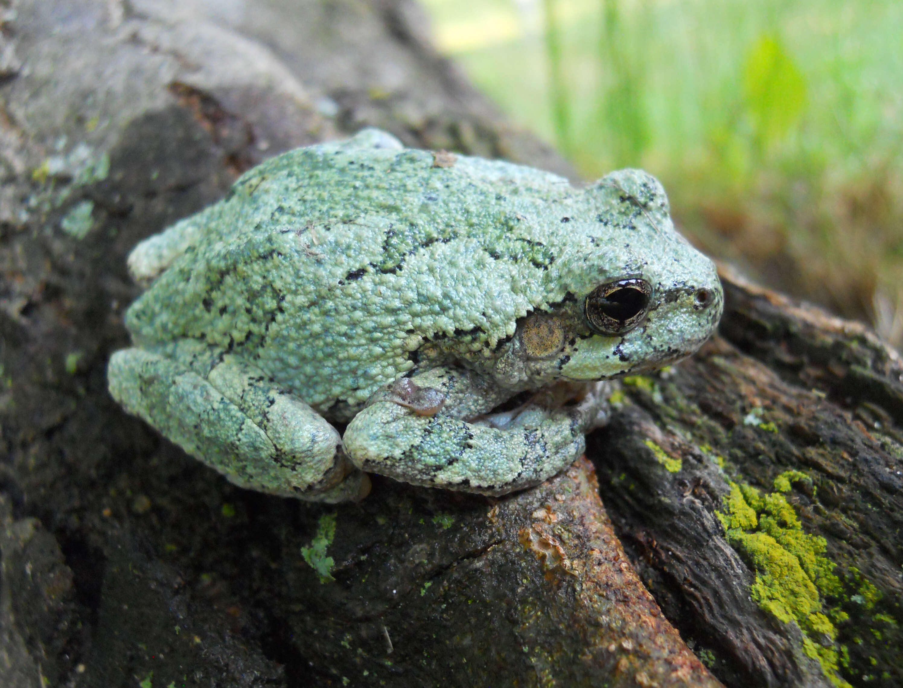 Image of Gray Treefrog