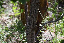 Image de Terminalia latipes subsp. psilocarpa L. Pedley