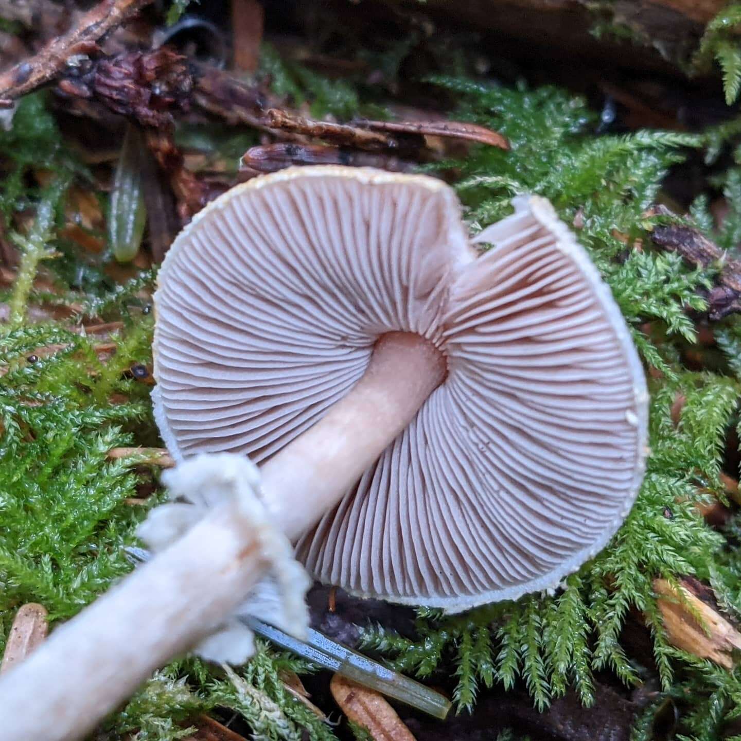 Imagem de Agaricus diminutivus Peck 1902