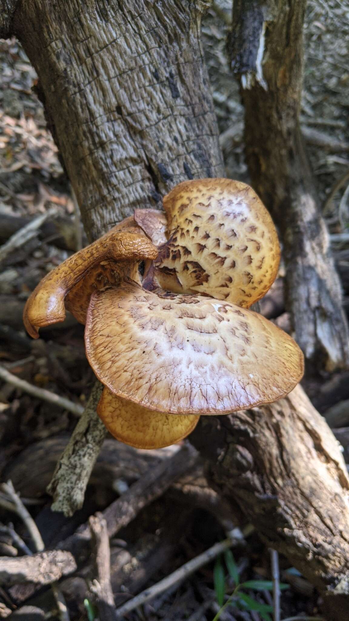 Image of Polyporus mcmurphyi Murrill 1915