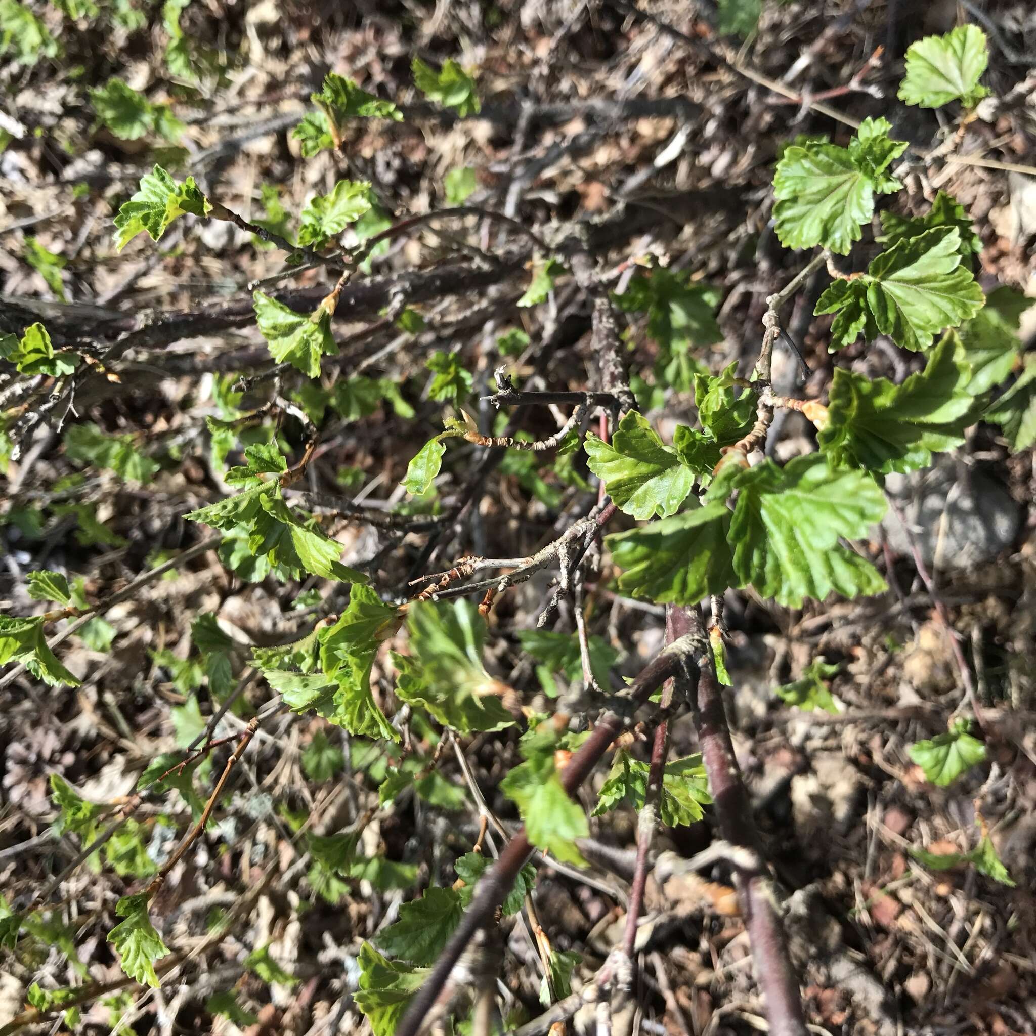 Image of Mountain Currant