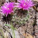 Mammillaria wrightii subsp. wilcoxii (Toumey ex K. Schum.) D. R. Hunt的圖片