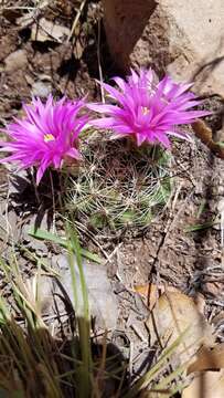 Mammillaria wrightii subsp. wilcoxii (Toumey ex K. Schum.) D. R. Hunt的圖片