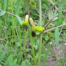 Sivun Vicia melanops Sibth. & Sm. kuva