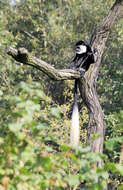 Image of Mantled Colobus