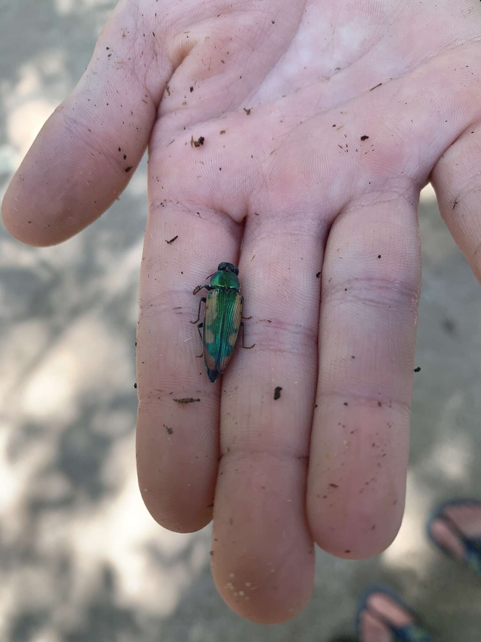 Image of Buprestis viridisuturalis Nicolay & Weiss 1918