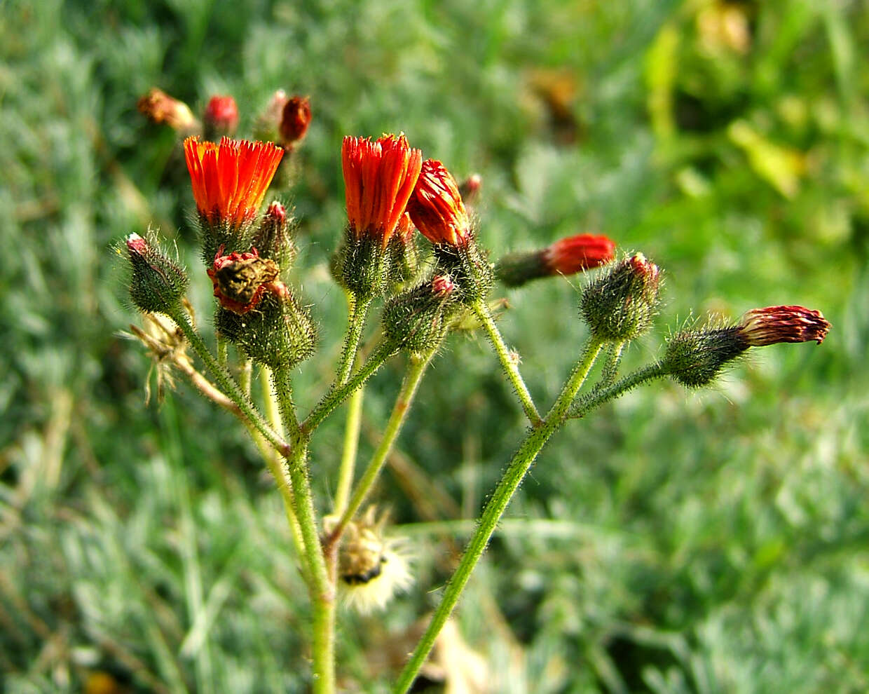 Imagem de Pilosella aurantiaca (L.) Sch. Bip., F. W. Schultz & Sch. Bip.