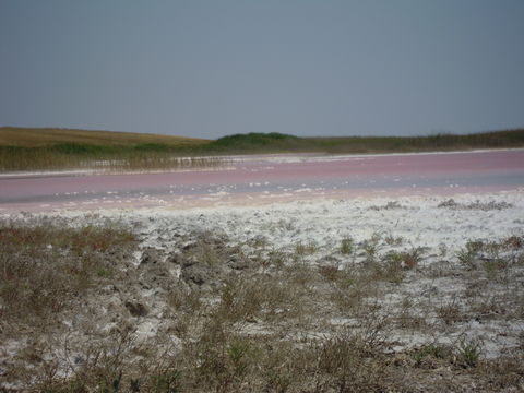 Image of <i>Dunaliella salina</i>