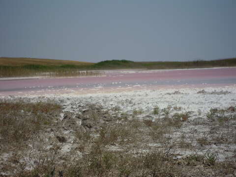 Imagem de Dunaliella salina